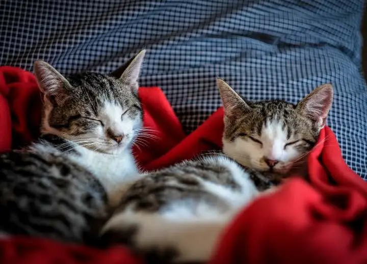 Best Twin Cat Names. Top 150 Duo Cat Names