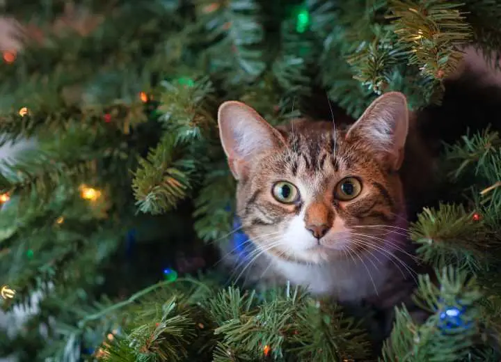 Christmas Safety Tips For Cats – Keep Your Cat Safe In Christmas