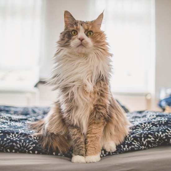 Fun Facts About Maine Coons