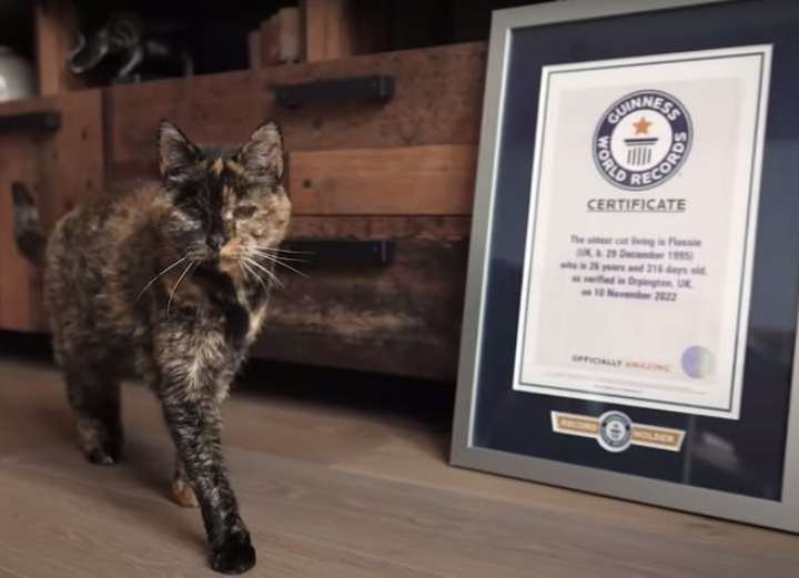 This Is The World's Oldest Living Cat According To Guinness World Records