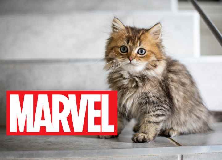 Top 100 Marvel Cat Names