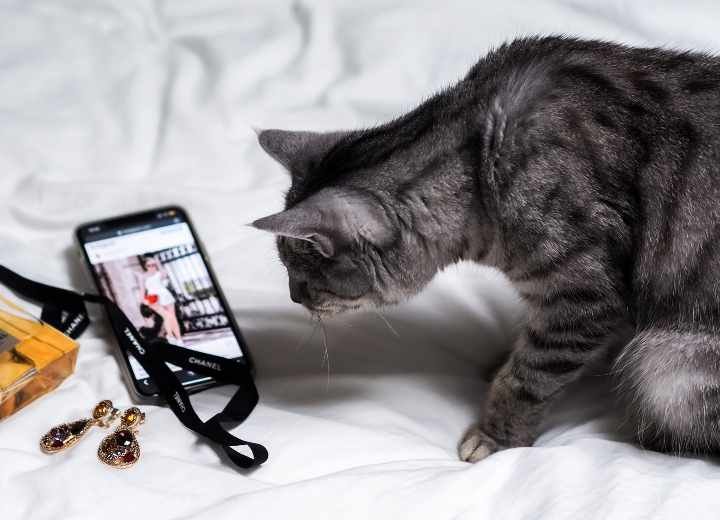 Top 5 Must Have Apps For Cat Parents