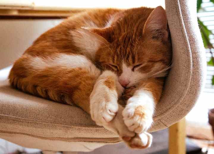 Why Do Cats Sleep So Much? Everything You Need to Know