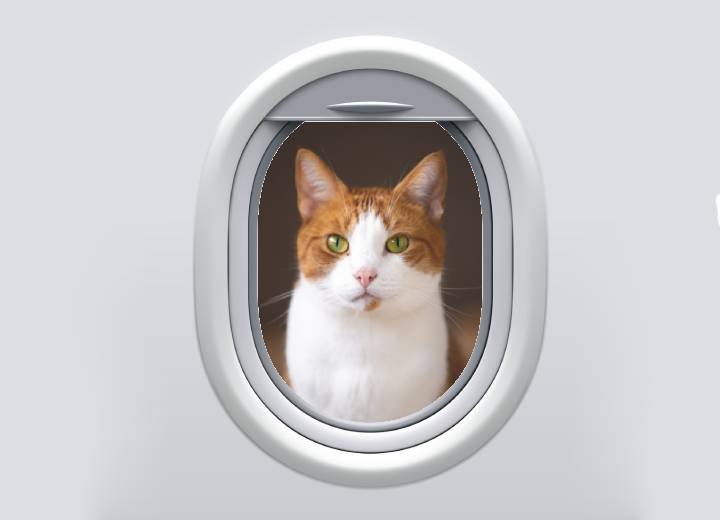 How To Fly With A Cat? Taking Your Cat On A Plane
