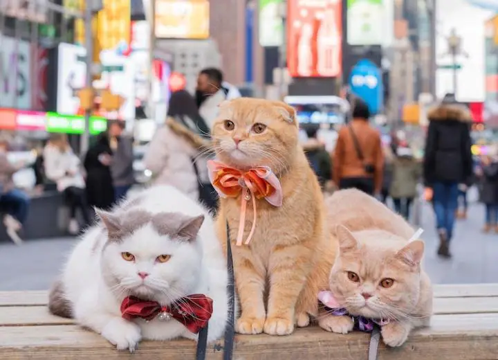 Couple Traveling The World With Three Cats