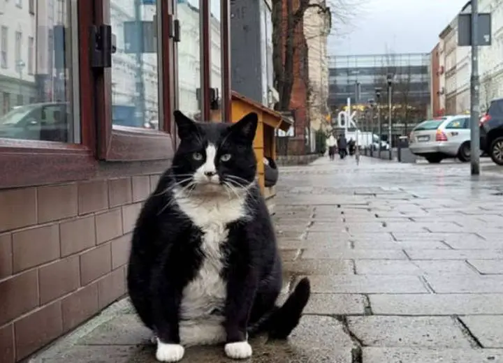 Cute Tuxedo Cat Is A Tourist Attraction In Poland