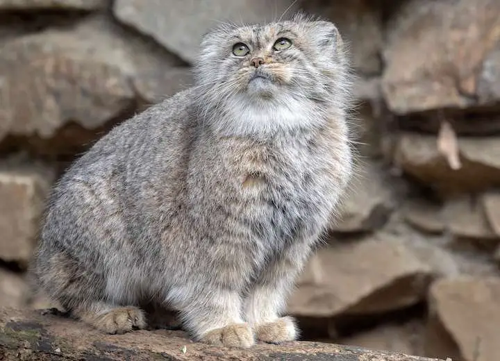 Researchers Discovered Rare Wild Cats On Mount Everest
