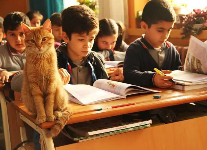Cute Ginger Cat Walked Into A Classroom