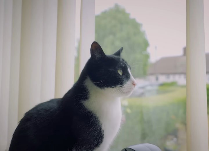 A Support Cat Wins The National UK Prize