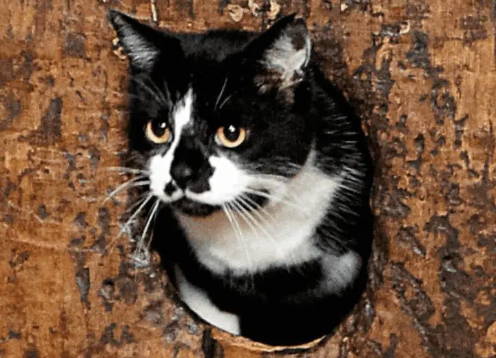The World’s Oldest Cat Door Has Been Used By Cats For More Than 500 Years